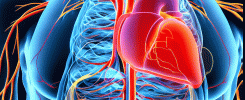 ENDOTHELIAL1
